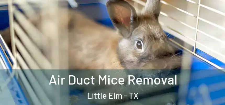  Air Duct Mice Removal Little Elm - TX