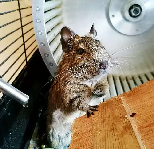 Why Homeowners & Businesses Trust Us Little Elm, TX?